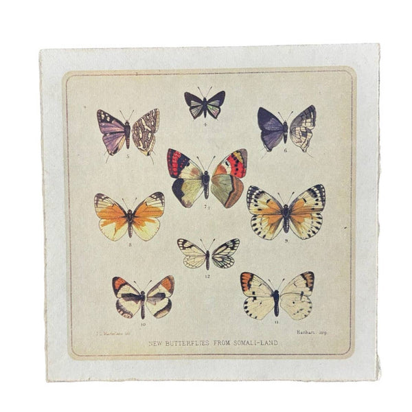 8" x 8” Butterfly Paper Prints
