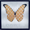 Butterfly Framed Pictures