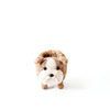 Coco Coir Adorable Animal Pots